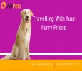 Pet Transport Services in India